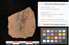 Foto (Objekt + Etikett) von Quercus palaeoilex Ettingshausen (NHMW-GEO-2024-0188-0903)